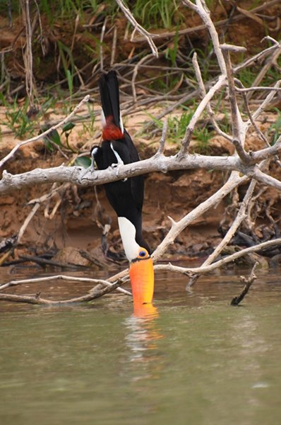 Drinkende toekan in de Piquiri rivier (Pantanal), Brazilië